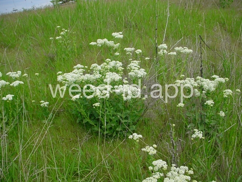 cress, hoary